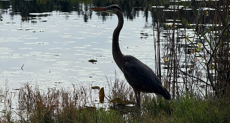 photo by Trish Ellis