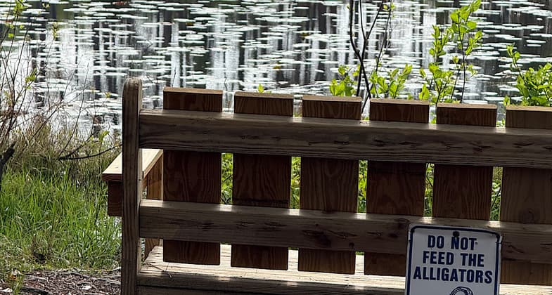 View of the boardwalks. Photo by Matthew W. Capps