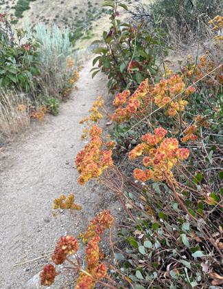 August Buckwheat