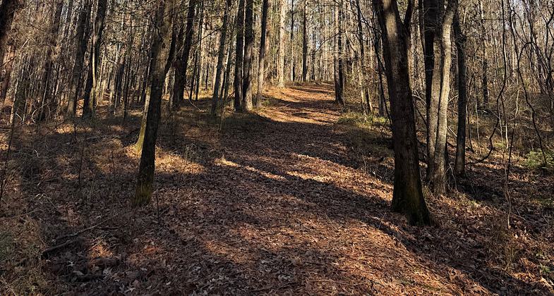 Photo by Trish Ellis. Photo by Trish Ellis