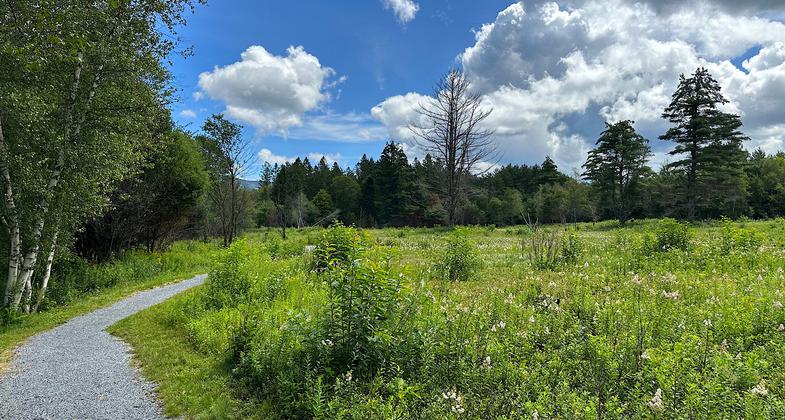 Open field. Photo by Janie Walker