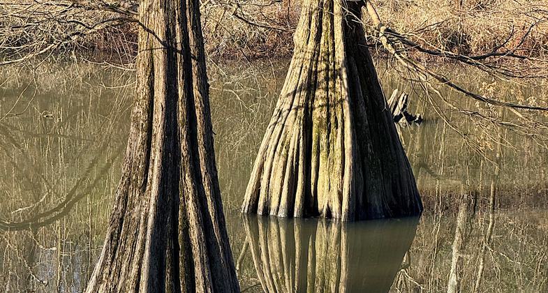 Egrets on branches. Photo by Trish Ellis