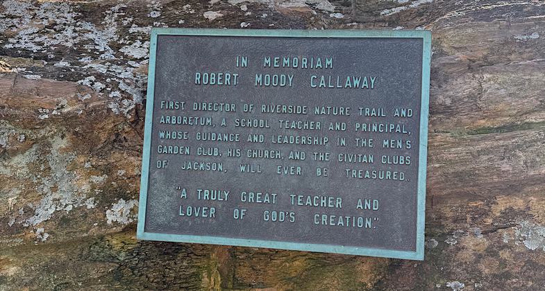 Cypress Swamp. Photo by Trish Ellis