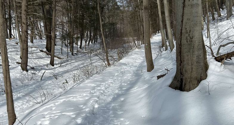 Woods in fall. Photo by NPS.
