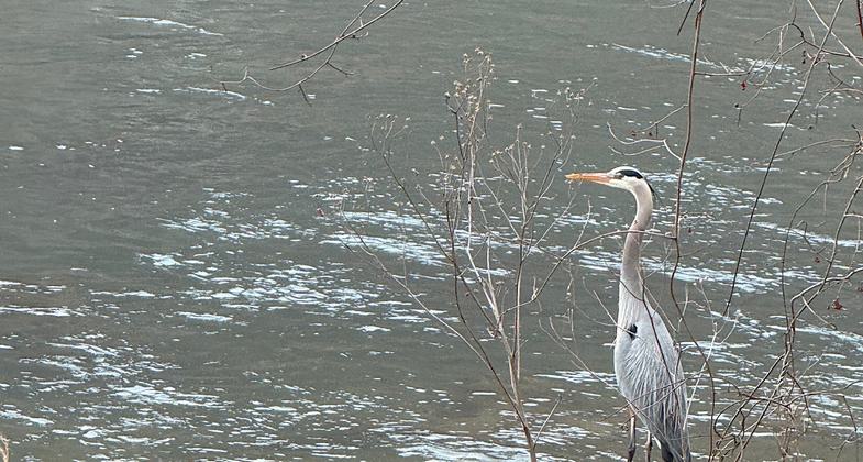 Entrance to the River Bluff Trail. Photo by Donna Kridelbaugh.