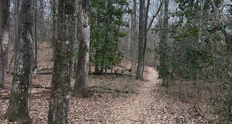 One of the four bridges in Bailey's Woods. Photo by Alyssa W. Yuen
