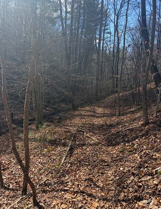 Woods walking
