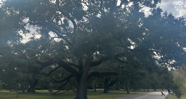 Gorgeous oaks