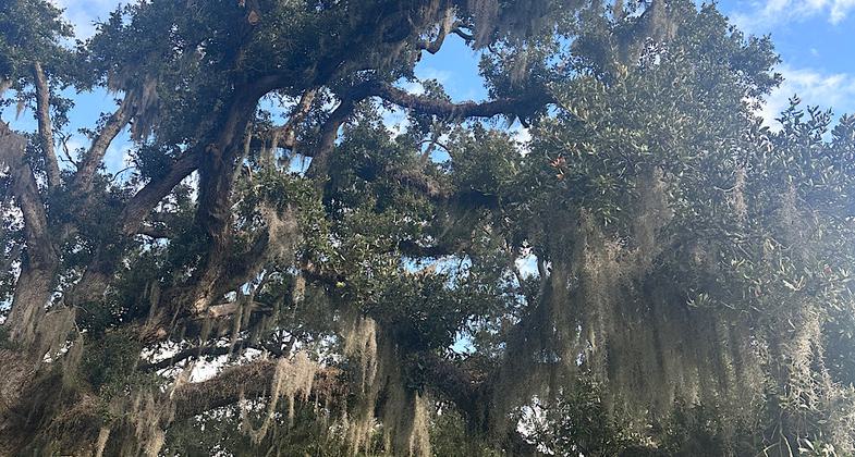 Audubon Park, New Orleans in December 2006. Photo by Chad Carson.