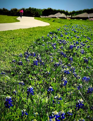 Riding thru fields of bluebonnet dreams