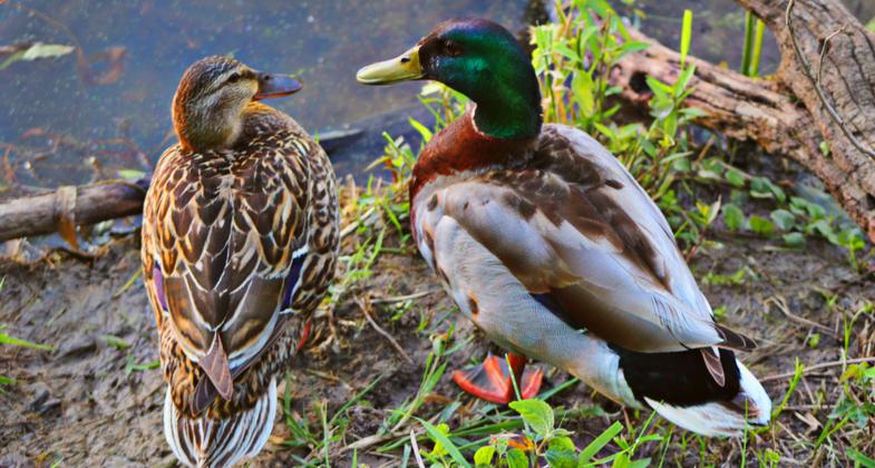 A couple of Mallards by the pond at Greg's Crossing park.