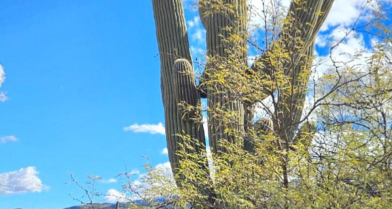 Beautiful landscape and skies on the Desert Ecology Trail. Photo by Sue Crowe