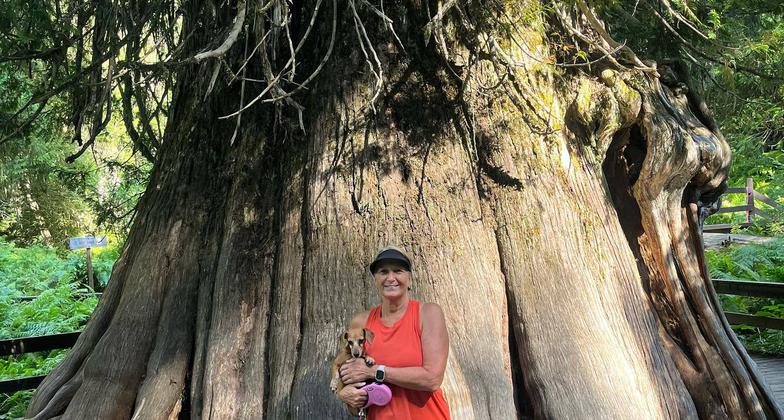 The Champion Tree of Idaho. Photo by USFS.
