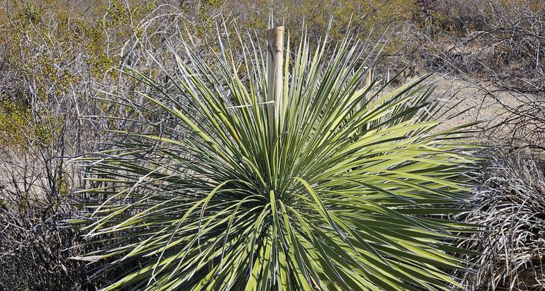 Past life on the trail