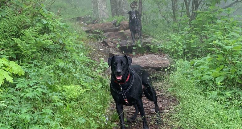 Rhodo tunnels with color on the Shut-In. Photo by Tara Malone.