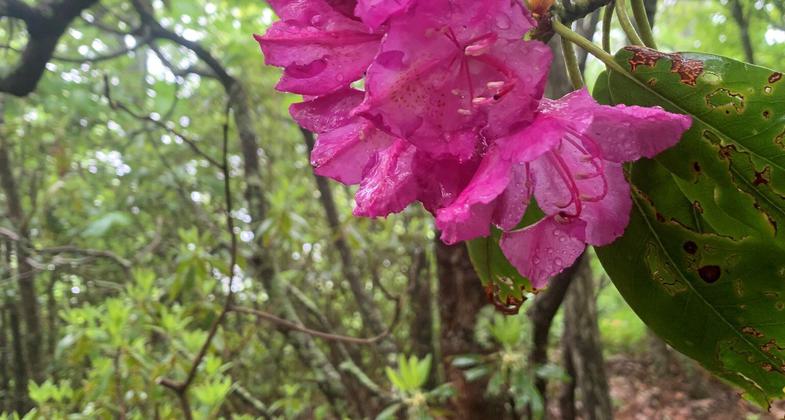 Remants of the Buck Spring Lodge on the Shut-In Trail. Photo by Ken Hurley.